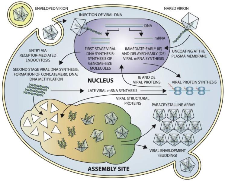 https://cdn.ncbi.nlm.nih.gov/pmc/blobs/daca/5923455/e16b04811dbd/viruses-10-00161-g006.jpg
