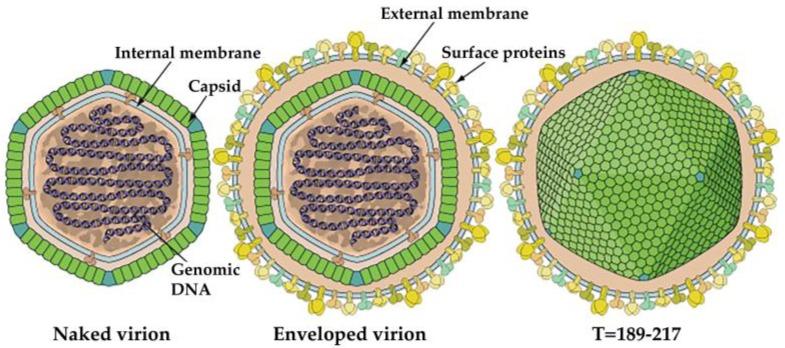 https://cdn.ncbi.nlm.nih.gov/pmc/blobs/daca/5923455/e88a1df748f4/viruses-10-00161-g003.jpg
