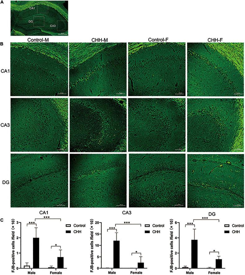 https://cdn.ncbi.nlm.nih.gov/pmc/blobs/dad3/9393425/2153834739aa/fnins-16-953417-g005.jpg