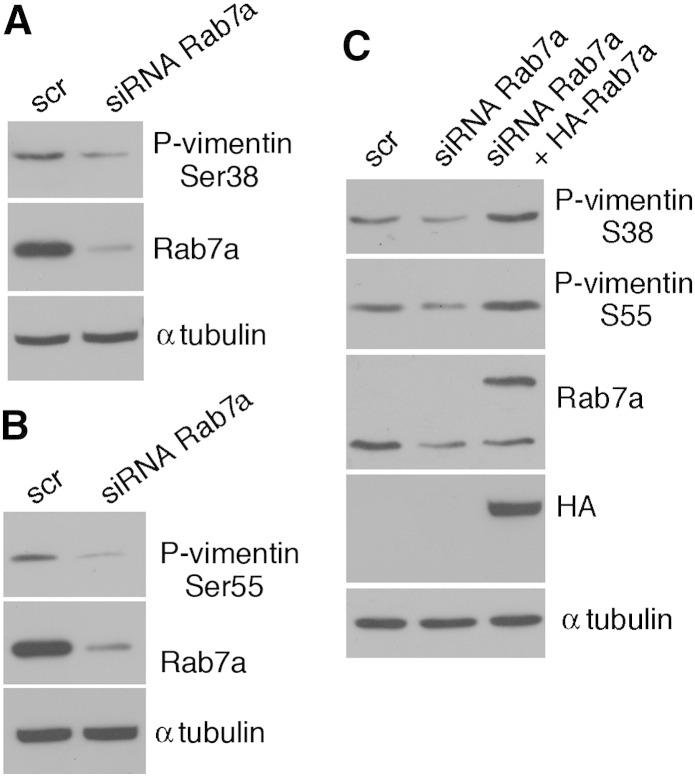 https://cdn.ncbi.nlm.nih.gov/pmc/blobs/dad4/3787733/6589ab453413/gr6.jpg