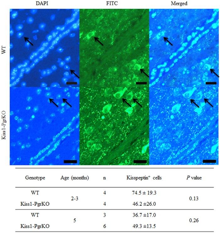 https://cdn.ncbi.nlm.nih.gov/pmc/blobs/dadb/4956300/f2dfa13bd958/pone.0159534.g005.jpg
