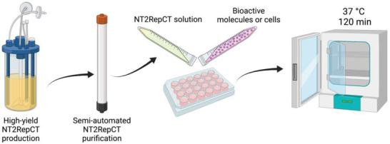 https://cdn.ncbi.nlm.nih.gov/pmc/blobs/dadc/11440629/15ae51bfa7d7/ADFM-34-0-g002.jpg
