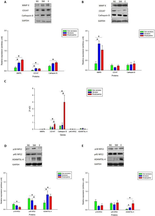 https://cdn.ncbi.nlm.nih.gov/pmc/blobs/dadf/5824795/0c662f9f9903/41598_2018_21790_Fig1_HTML.jpg