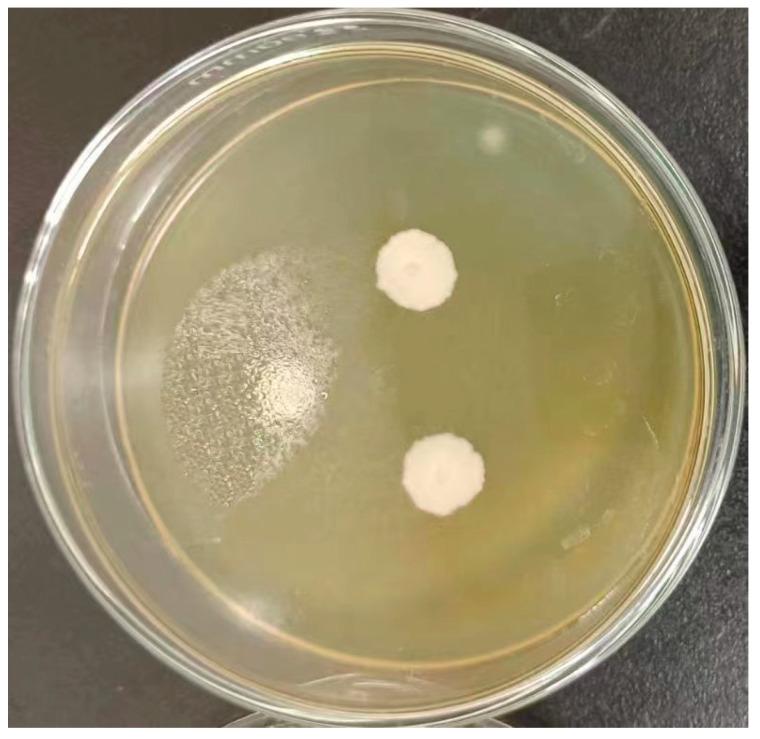 https://cdn.ncbi.nlm.nih.gov/pmc/blobs/dae1/12299877/b9c820af598c/microorganisms-13-01491-g001.jpg