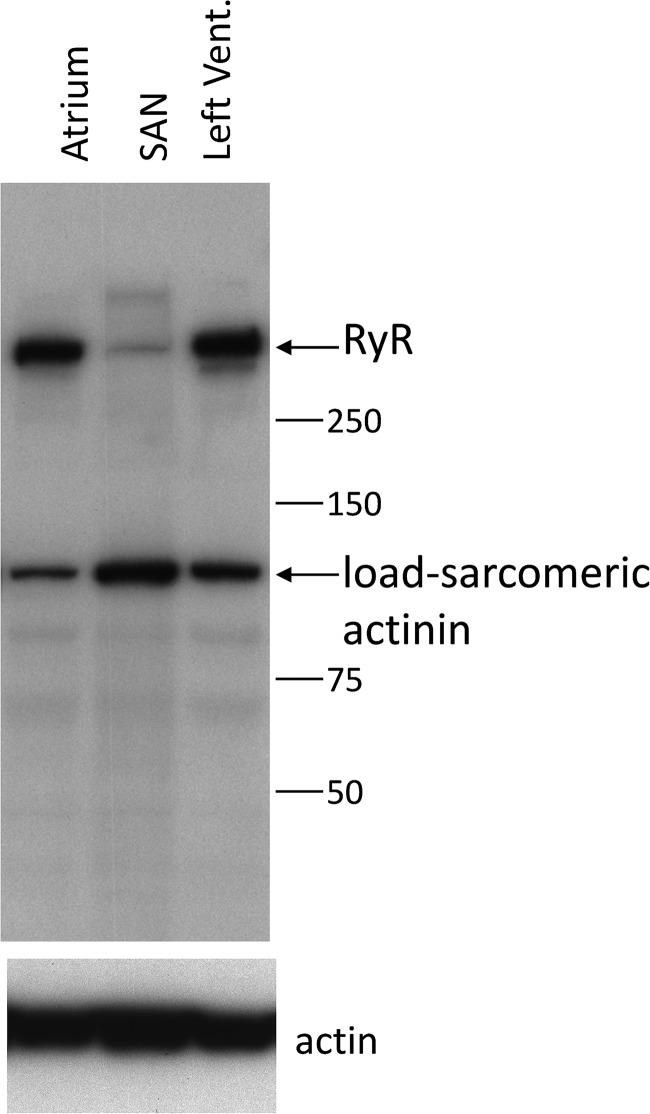 https://cdn.ncbi.nlm.nih.gov/pmc/blobs/dae7/4003189/25680dab9611/JGP_201311123_Fig10.jpg