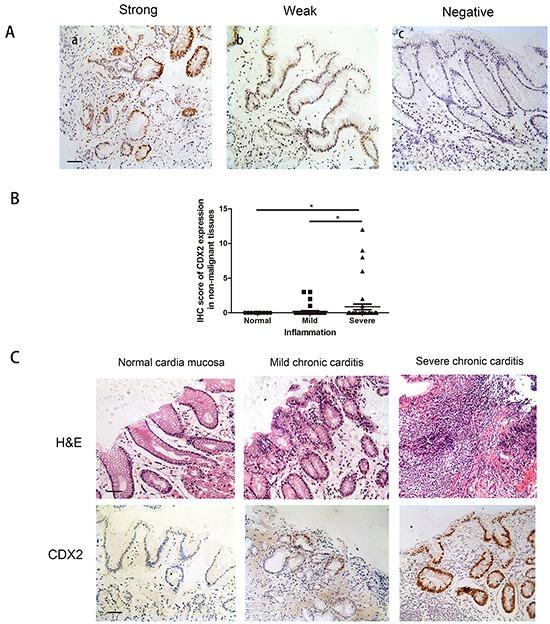 https://cdn.ncbi.nlm.nih.gov/pmc/blobs/dae8/5342395/36c713b4cfe0/oncotarget-07-54973-g001.jpg