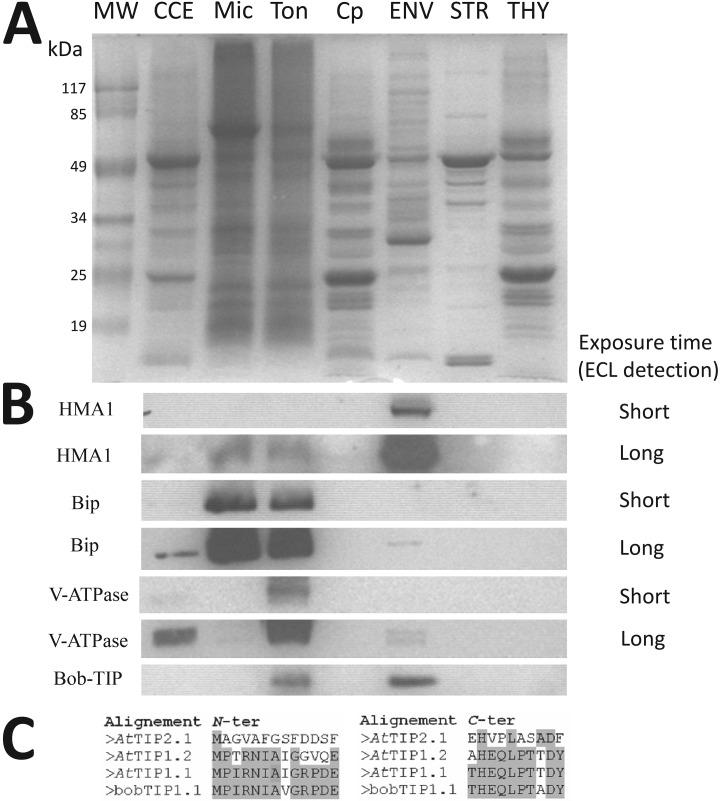 https://cdn.ncbi.nlm.nih.gov/pmc/blobs/dae9/6601204/756b6f38ce72/zjw0061959430009.jpg