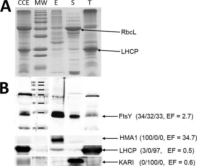 https://cdn.ncbi.nlm.nih.gov/pmc/blobs/dae9/6601204/89d3cb469d3a/zjw0061959430007.jpg