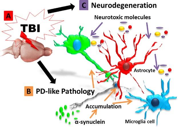 https://cdn.ncbi.nlm.nih.gov/pmc/blobs/daea/4328145/40007db9dfa0/jcp0230-1024-f6.jpg