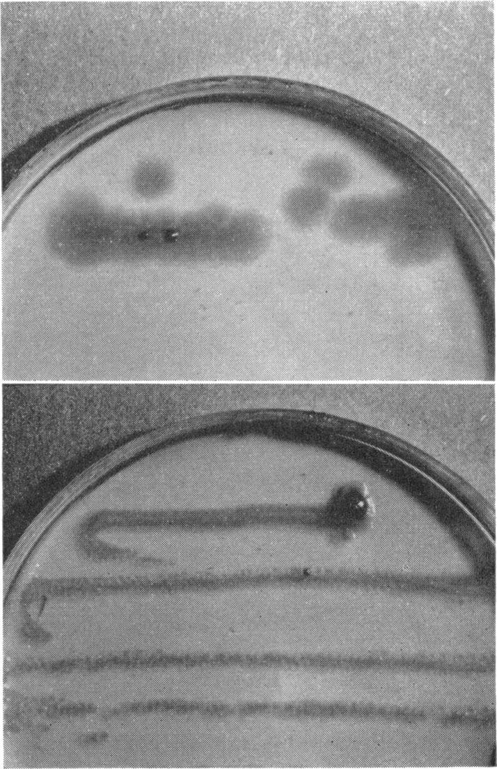 https://cdn.ncbi.nlm.nih.gov/pmc/blobs/daeb/289834/99f69d555c38/jbacter00522-0065-a.jpg