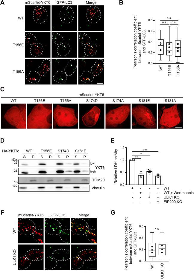 https://cdn.ncbi.nlm.nih.gov/pmc/blobs/daf1/10022743/510fab2f55c2/joces-136-260546-g3.jpg