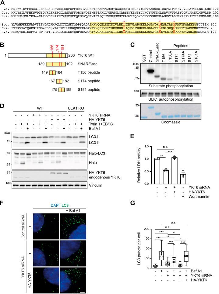 https://cdn.ncbi.nlm.nih.gov/pmc/blobs/daf1/10022743/6bccb95645f6/joces-136-260546-g1.jpg