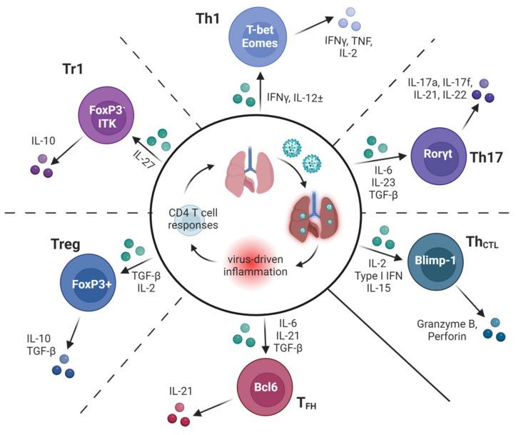 https://cdn.ncbi.nlm.nih.gov/pmc/blobs/daf2/11012043/27735c9a1816/cells-13-00639-g002.jpg