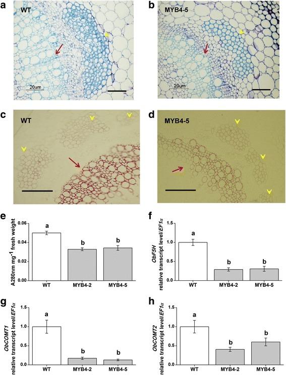 https://cdn.ncbi.nlm.nih.gov/pmc/blobs/daf5/5701422/6c2e0f209398/12870_2017_1174_Fig7_HTML.jpg