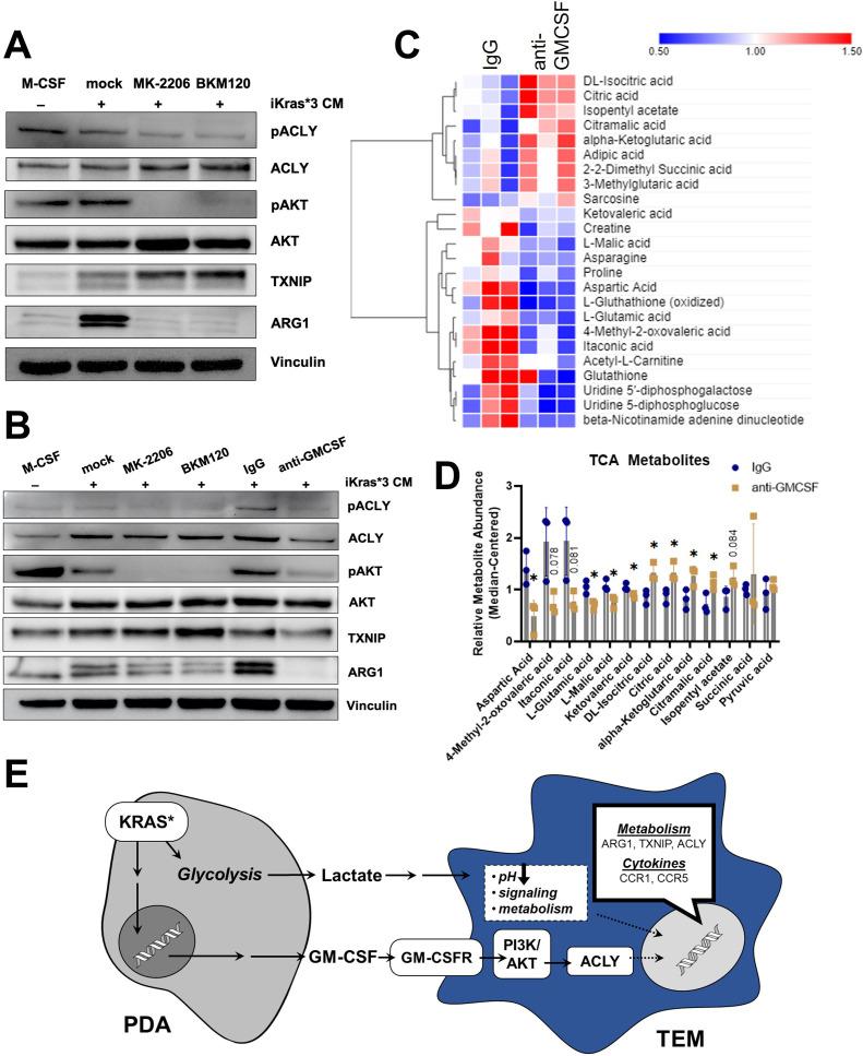 https://cdn.ncbi.nlm.nih.gov/pmc/blobs/daf6/8843093/06983813dffc/elife-73796-fig6.jpg