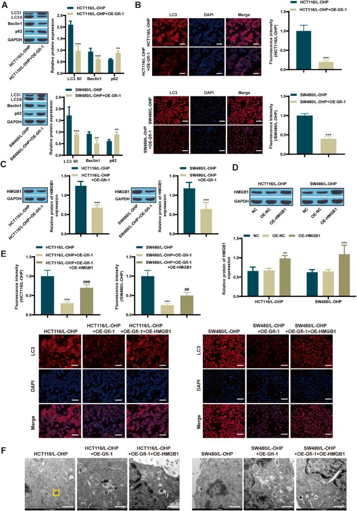 https://cdn.ncbi.nlm.nih.gov/pmc/blobs/daf7/11058305/a3cae66723e0/gr3.jpg