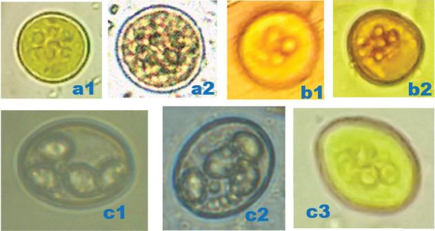 https://cdn.ncbi.nlm.nih.gov/pmc/blobs/dafd/12373475/c750270fb5da/JPR2025-9972163.003.jpg