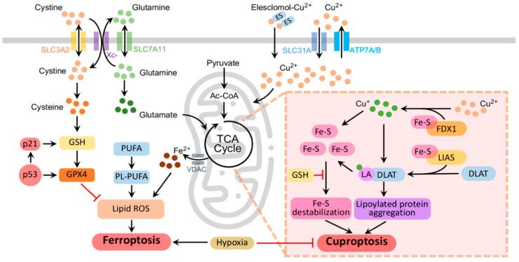https://cdn.ncbi.nlm.nih.gov/pmc/blobs/dafe/10854932/9bd9245f903e/cancers-16-00512-g001.jpg