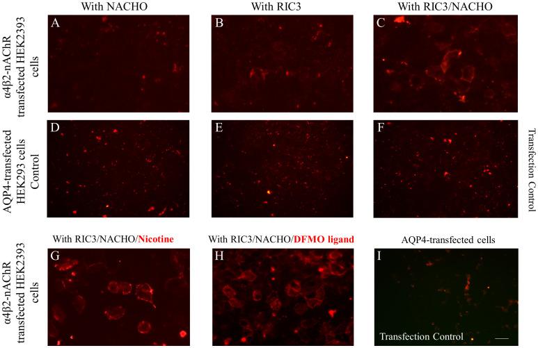https://cdn.ncbi.nlm.nih.gov/pmc/blobs/db00/11165060/b0edb832770c/fimmu-15-1388998-g001.jpg