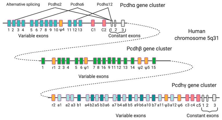 https://cdn.ncbi.nlm.nih.gov/pmc/blobs/db00/7766791/ac14ae640d5b/cells-09-02711-g002.jpg