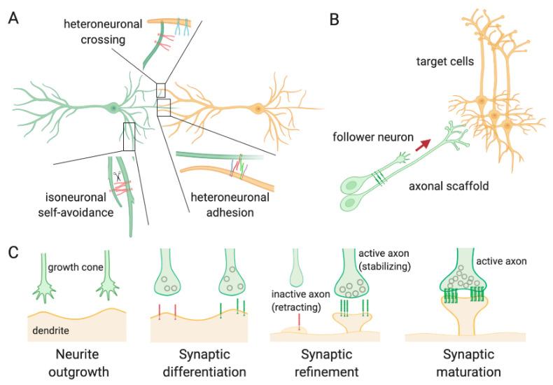 https://cdn.ncbi.nlm.nih.gov/pmc/blobs/db00/7766791/e6df6becf0d9/cells-09-02711-g005.jpg