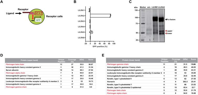 https://cdn.ncbi.nlm.nih.gov/pmc/blobs/db07/11456740/6c6af3c66312/fimmu-15-1435236-g001.jpg