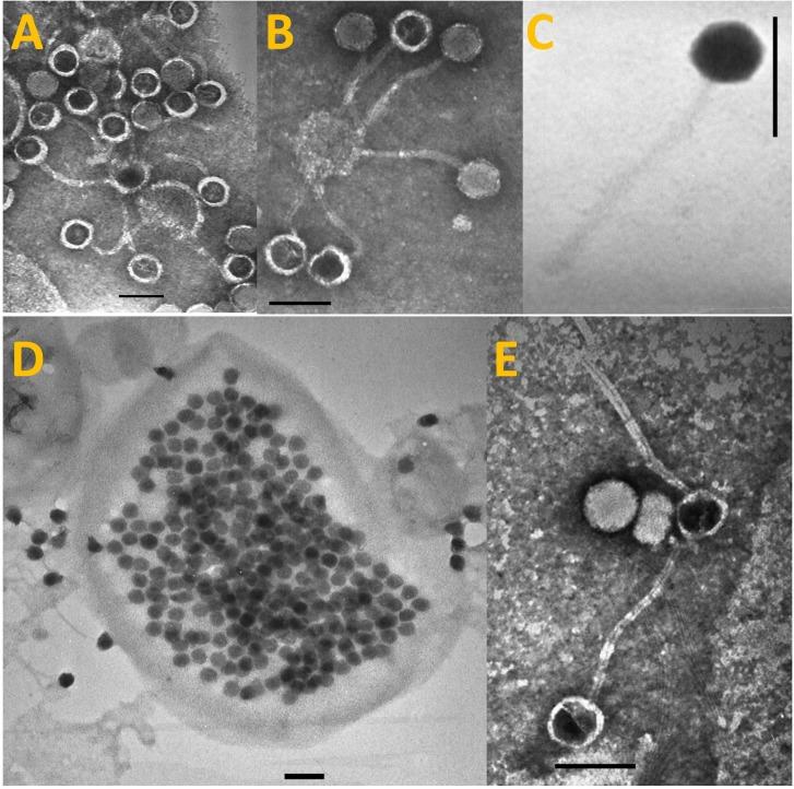 https://cdn.ncbi.nlm.nih.gov/pmc/blobs/db0f/6157547/8c0d735cd2e4/fmicb-09-02204-g001.jpg