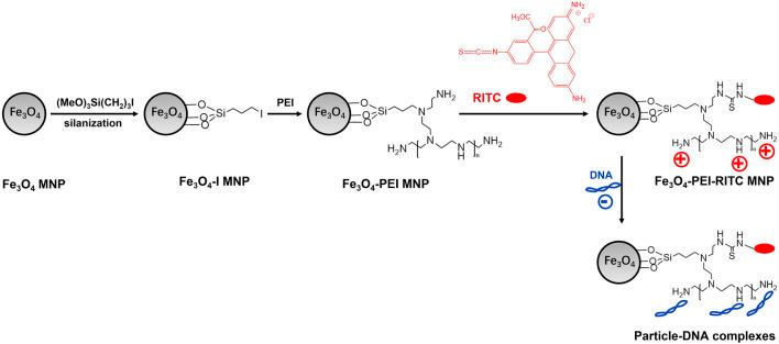 https://cdn.ncbi.nlm.nih.gov/pmc/blobs/db11/10851169/1a73d5245dc2/fbioe-11-1323316-g005.jpg