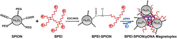 https://cdn.ncbi.nlm.nih.gov/pmc/blobs/db11/10851169/fdcbf10f9ec4/fbioe-11-1323316-g002.jpg