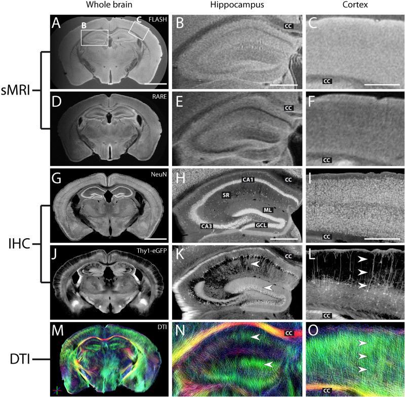 https://cdn.ncbi.nlm.nih.gov/pmc/blobs/db17/7284165/9f85f61a8e35/fnins-14-00543-g008.jpg