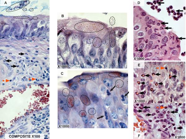 https://cdn.ncbi.nlm.nih.gov/pmc/blobs/db1a/1891101/8a69d9947640/1471-2172-8-6-1.jpg