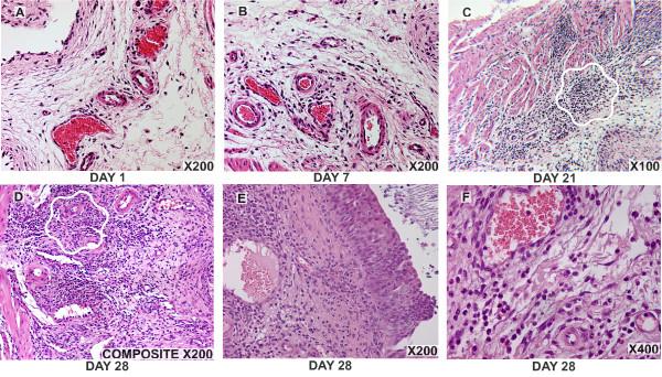 https://cdn.ncbi.nlm.nih.gov/pmc/blobs/db1a/1891101/e315d99fc59b/1471-2172-8-6-2.jpg