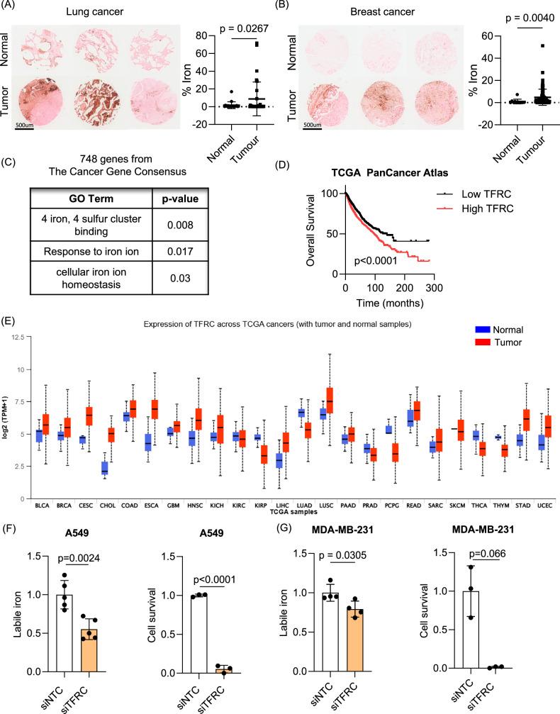 https://cdn.ncbi.nlm.nih.gov/pmc/blobs/db1b/12405469/16c68e4c1b44/41419_2025_7988_Fig4_HTML.jpg