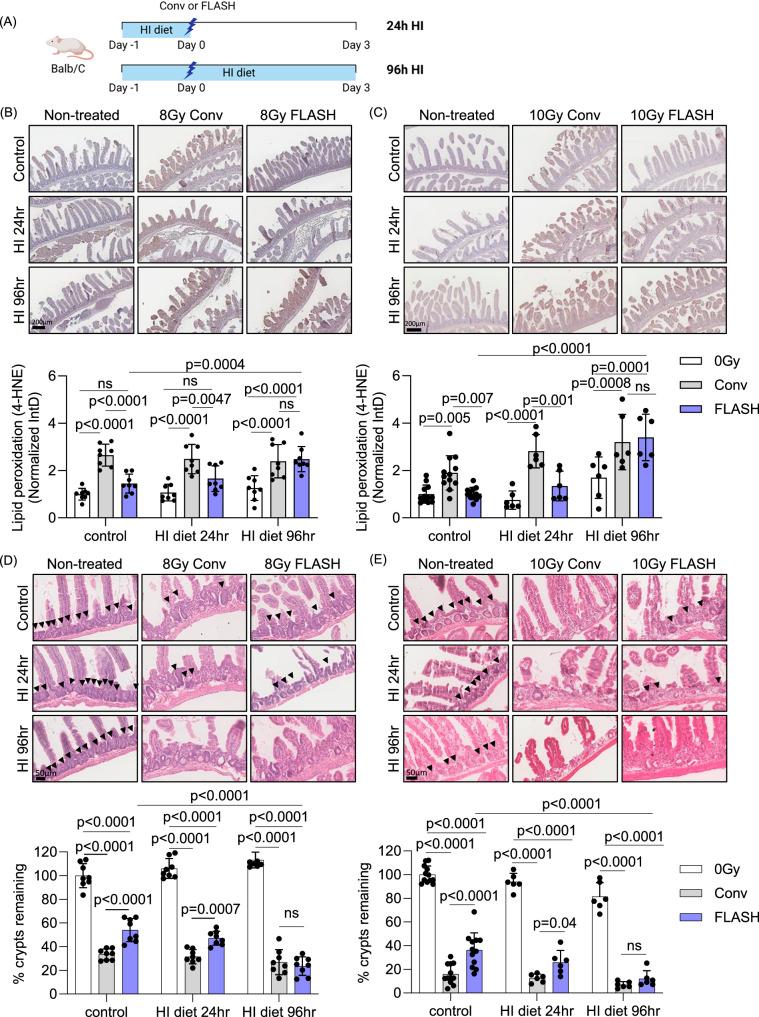 https://cdn.ncbi.nlm.nih.gov/pmc/blobs/db1b/12405469/535d893ba0d5/41419_2025_7988_Fig6_HTML.jpg