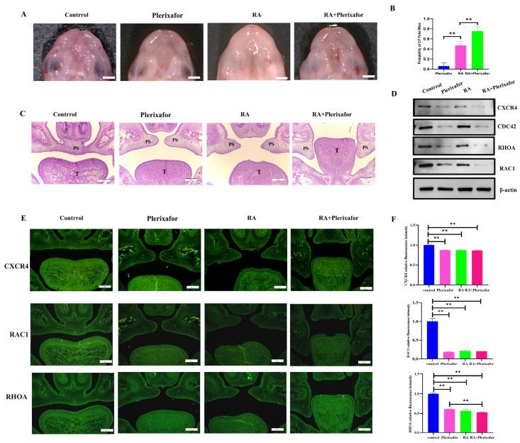 https://cdn.ncbi.nlm.nih.gov/pmc/blobs/db1f/10454820/1f7dfc124990/ijms-24-12740-g004.jpg