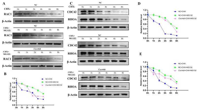 https://cdn.ncbi.nlm.nih.gov/pmc/blobs/db1f/10454820/252f2617d013/ijms-24-12740-g005.jpg