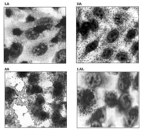 https://cdn.ncbi.nlm.nih.gov/pmc/blobs/db1f/2732489/403158300867/01-0385-F3.jpg