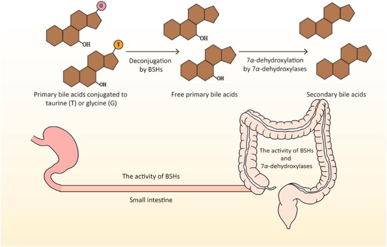 https://cdn.ncbi.nlm.nih.gov/pmc/blobs/db21/8343123/d89388f4346b/gr3.jpg