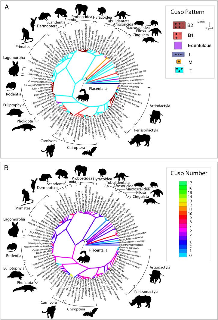 https://cdn.ncbi.nlm.nih.gov/pmc/blobs/db24/8202019/8e7864805d2a/pnas.2019294118fig06.jpg