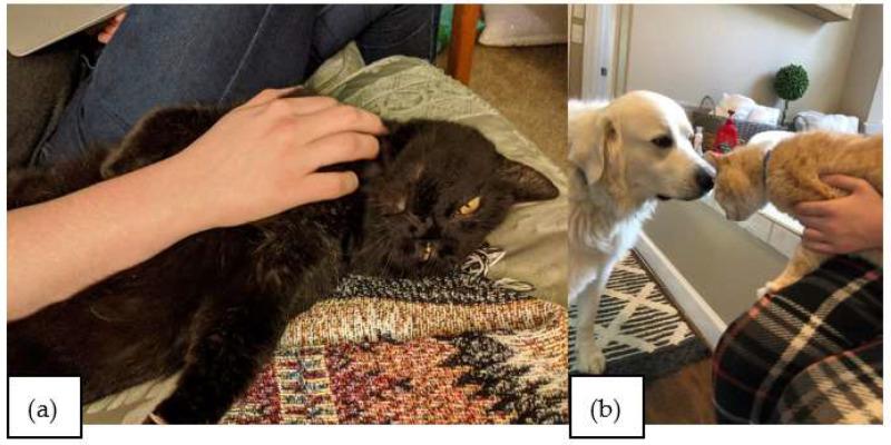 https://cdn.ncbi.nlm.nih.gov/pmc/blobs/db29/9454476/66a1d447cafe/animals-12-02166-g002.jpg