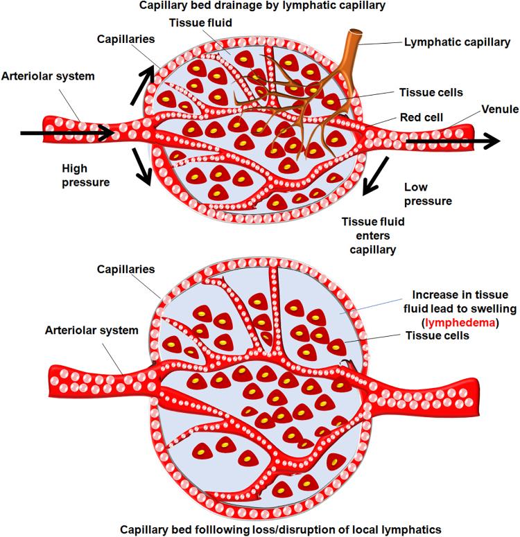 https://cdn.ncbi.nlm.nih.gov/pmc/blobs/db2a/10753987/35ea5dcd52a1/lrb.2022.0016_figure1.jpg