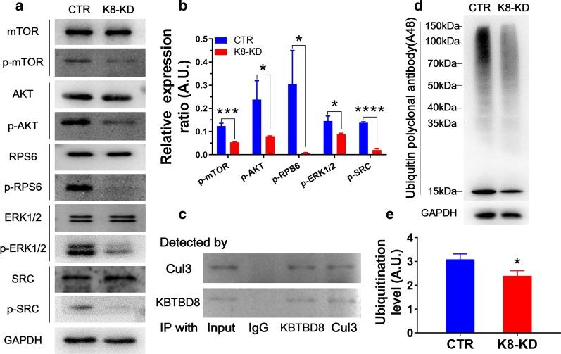 https://cdn.ncbi.nlm.nih.gov/pmc/blobs/db2b/7590797/5d7354161655/10020_2020_226_Fig6_HTML.jpg