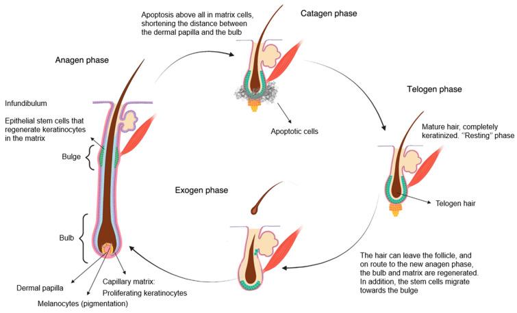 https://cdn.ncbi.nlm.nih.gov/pmc/blobs/db2f/11432742/1402862edb10/jcm-13-05397-g004.jpg