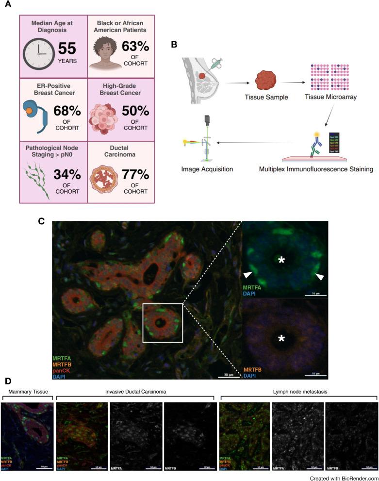 https://cdn.ncbi.nlm.nih.gov/pmc/blobs/db2f/12125903/c583c2d15f49/12967_2025_6559_Fig1_HTML.jpg