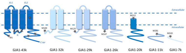 https://cdn.ncbi.nlm.nih.gov/pmc/blobs/db32/11817742/d678ebd2f8d1/cells-14-00180-g001.jpg