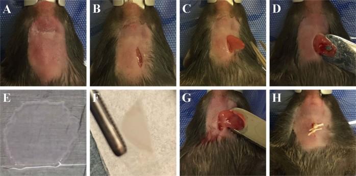 https://cdn.ncbi.nlm.nih.gov/pmc/blobs/db34/6609686/7f57a260cf20/41536_2019_78_Fig5_HTML.jpg