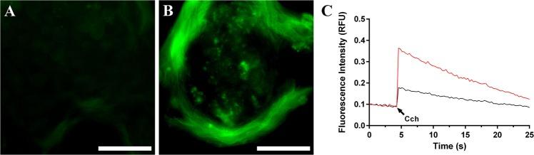 https://cdn.ncbi.nlm.nih.gov/pmc/blobs/db34/6609686/9b58877a9ad6/41536_2019_78_Fig4_HTML.jpg