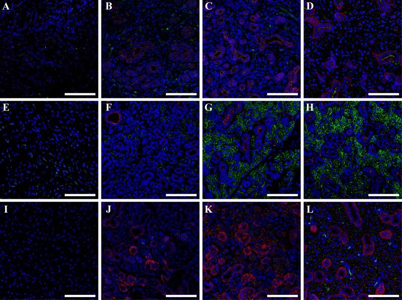 https://cdn.ncbi.nlm.nih.gov/pmc/blobs/db34/6609686/e89b46053d0b/41536_2019_78_Fig7_HTML.jpg