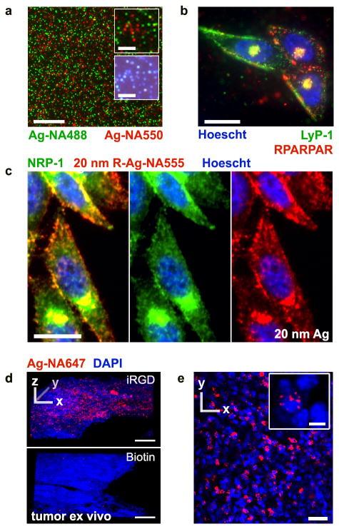 https://cdn.ncbi.nlm.nih.gov/pmc/blobs/db35/4141013/87a2347156fc/nihms586219f5.jpg