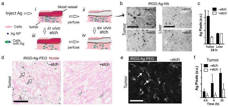 https://cdn.ncbi.nlm.nih.gov/pmc/blobs/db35/4141013/8e9a0df42667/nihms586219f6.jpg